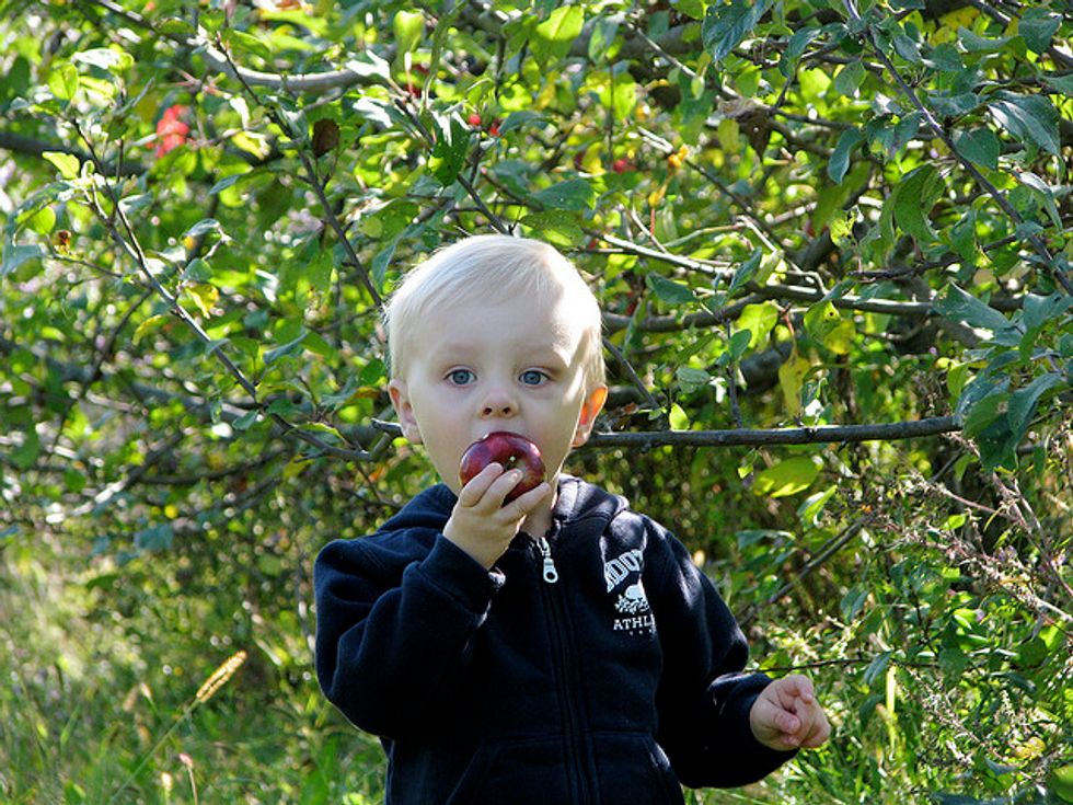 The Best Apple-Picking Orchards in the Bay Area For Kids