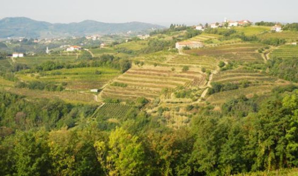 Undiscovered Wine Region in Italy Boasts Superb Whites