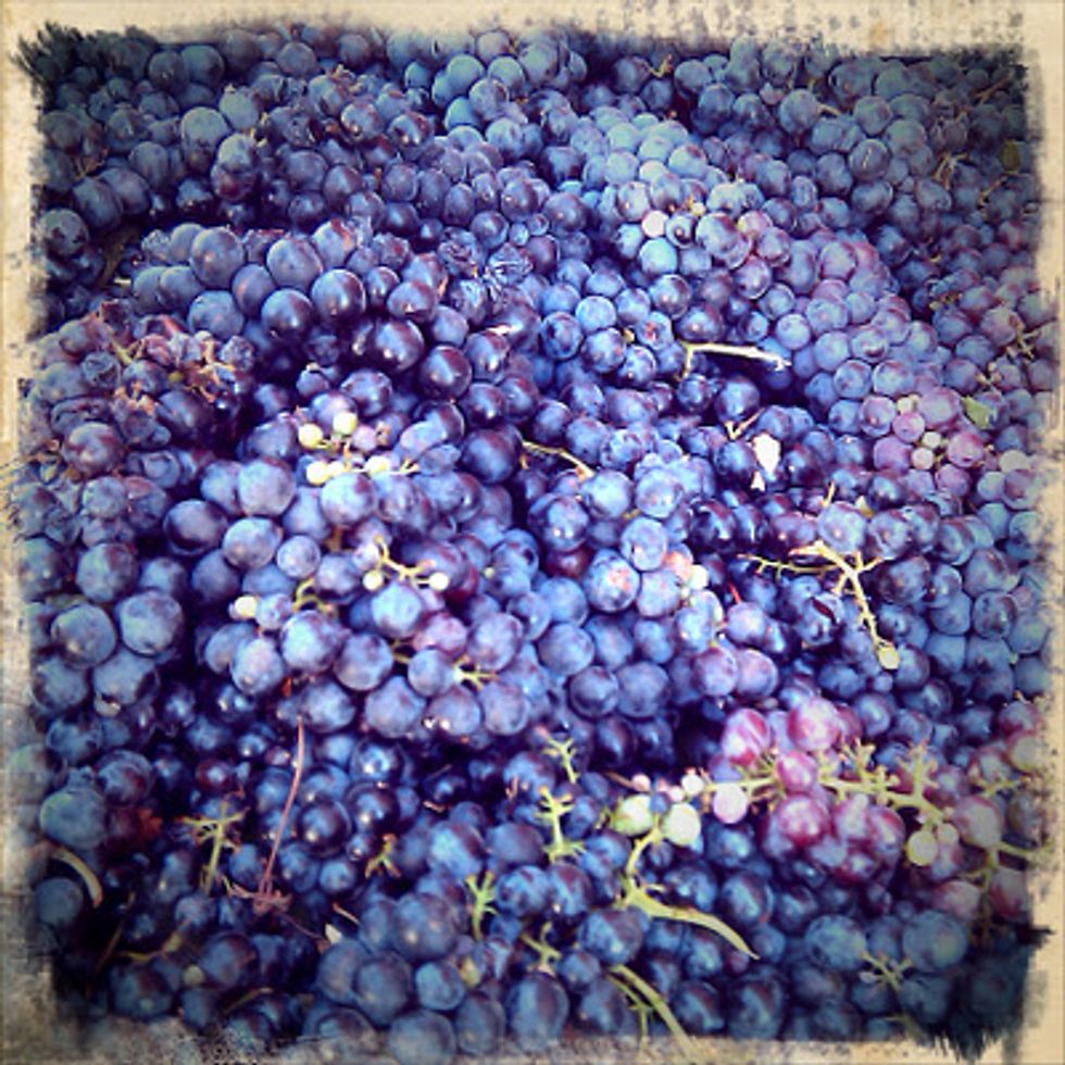 Crush Your Own Grapes in the City