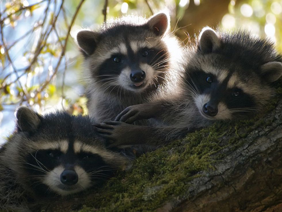 Ask A Vet: How Can I Stop Raccoons From Eating My Outdoor Fish?