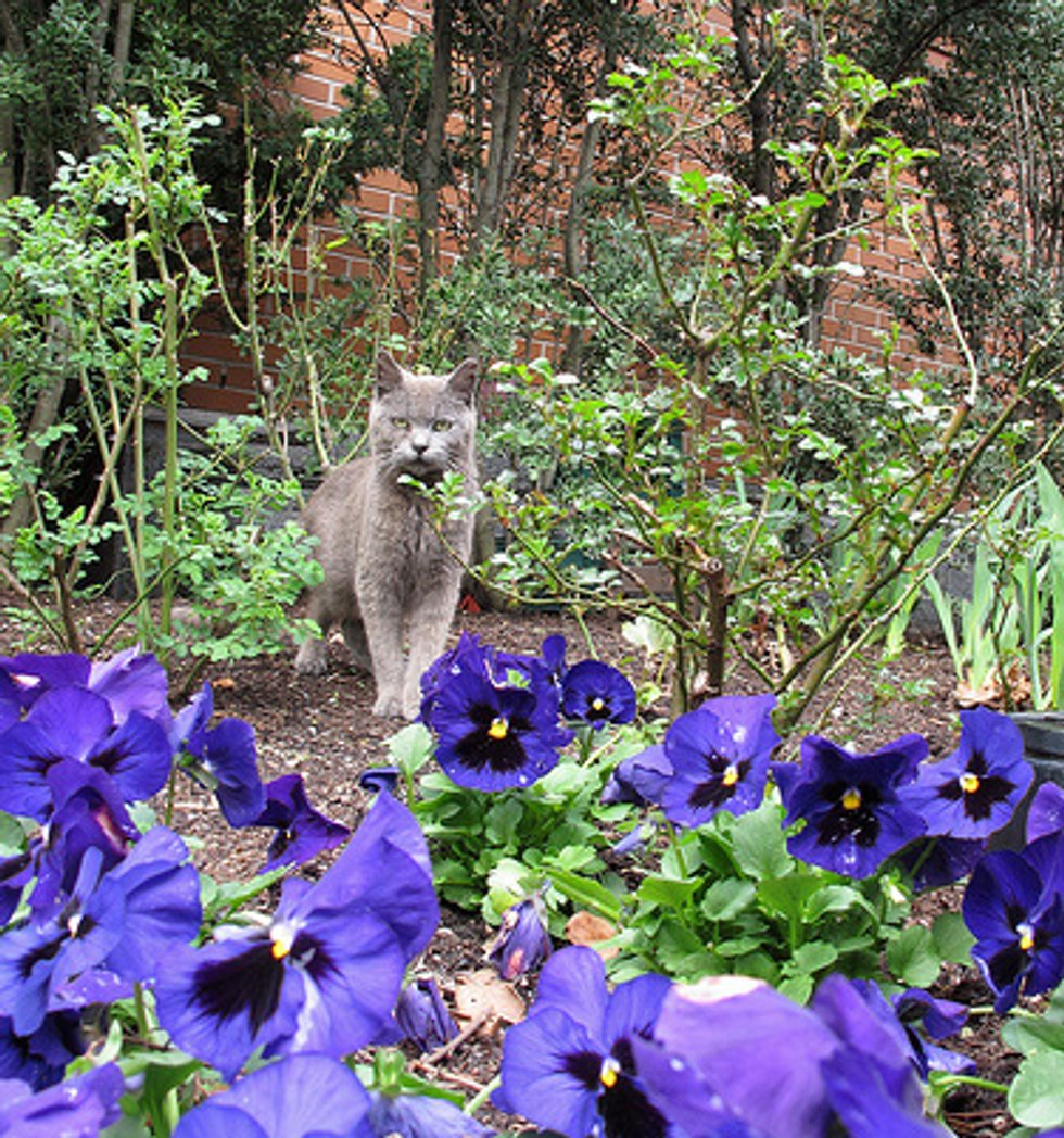 Ask A Vet How Can I Deworm Feral Cats 7x7 Bay Area