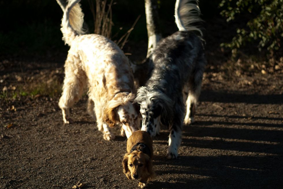 Ask A Vet Why Are Dogs Attracted to Foul Smells? 7x7 Bay Area