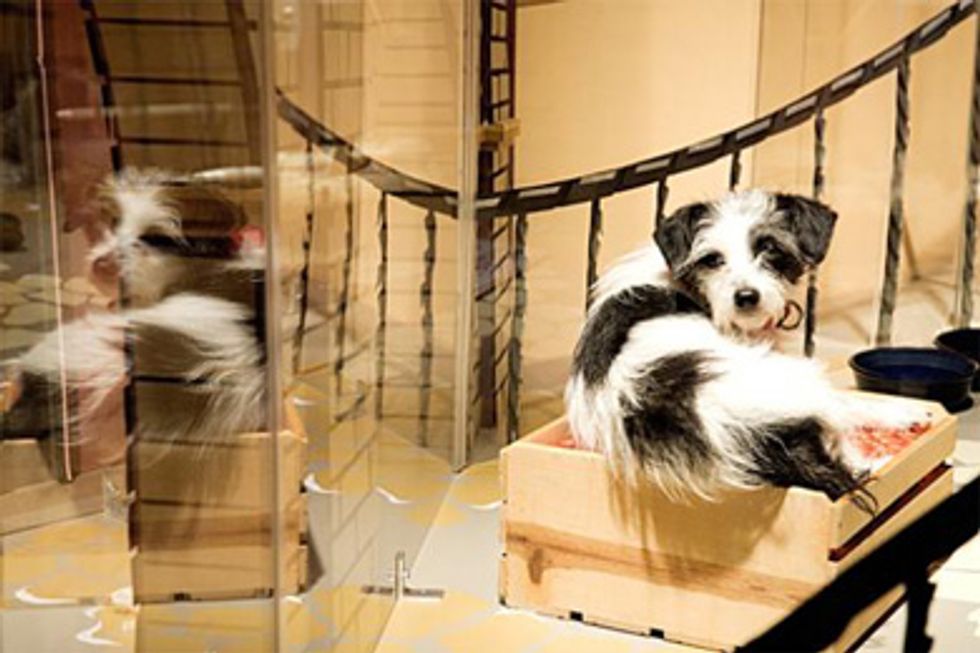 Dozens Of Adorable Kittens & Puppies Are Coming to Macy's Holiday Windows–Don't Wait to Adopt!