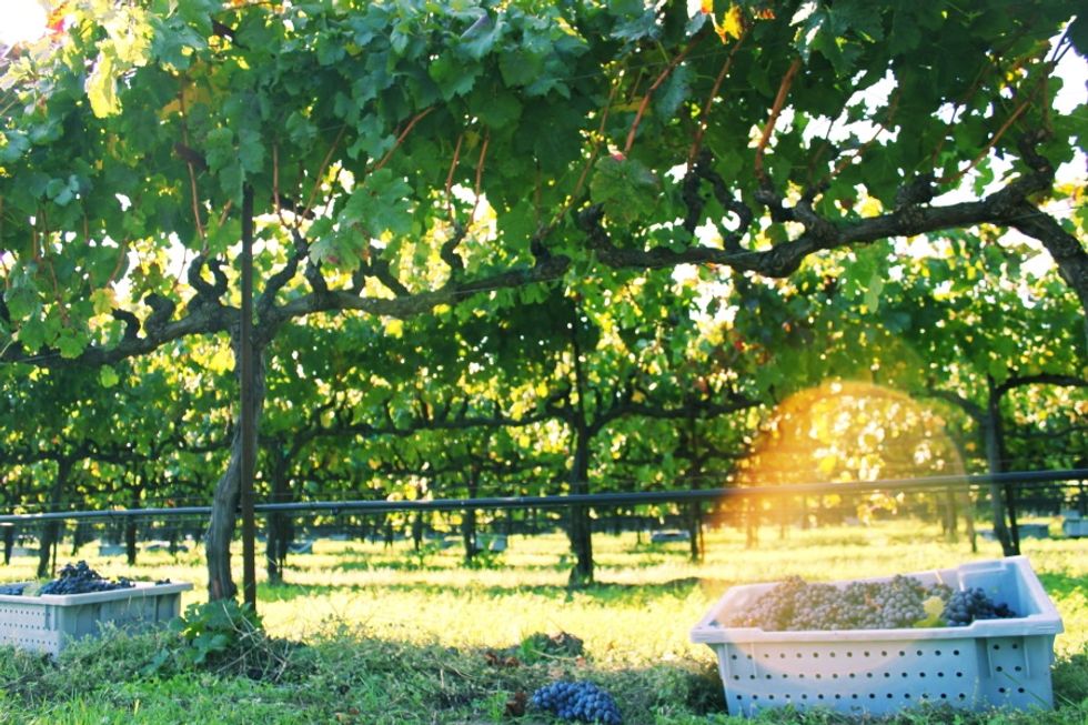 Beaujolais Nouveau: Where to Get This Season's Best