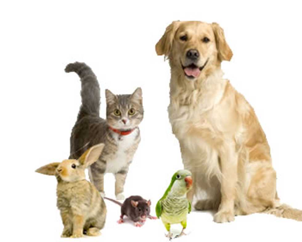Ask A Vet: How Do I Bring the Family Animals Together for Thanksgiving?