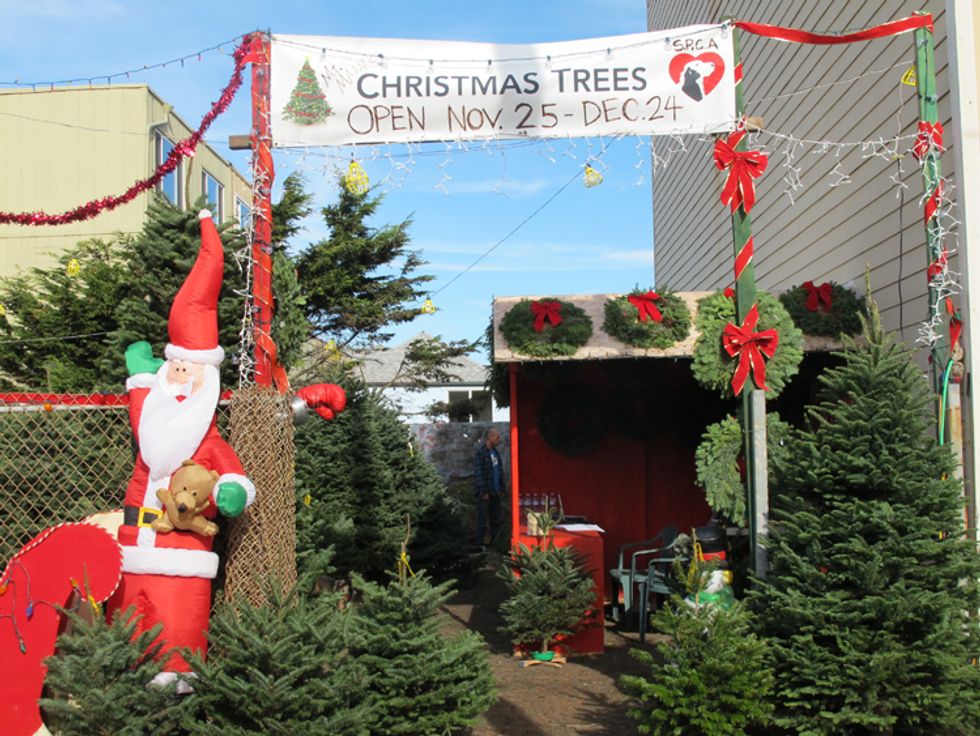 Go West to Get Your Christmas Tree