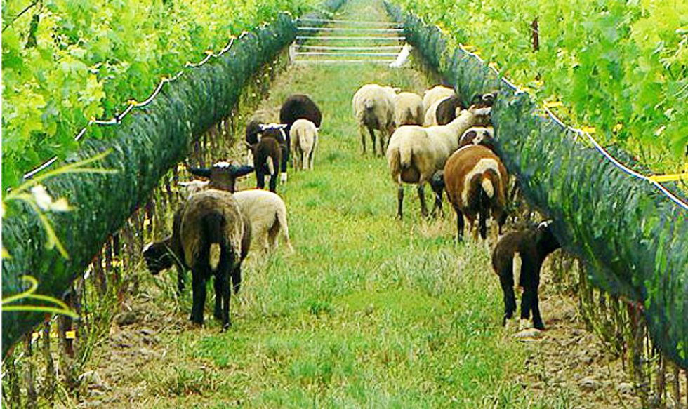 Sonoma’s Best Eco-Friendly Wineries