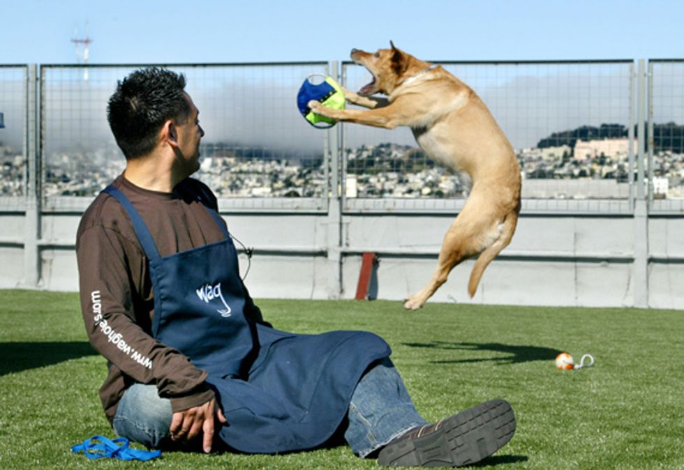 The SF SPCA's Pet's Holiday Gift Guide