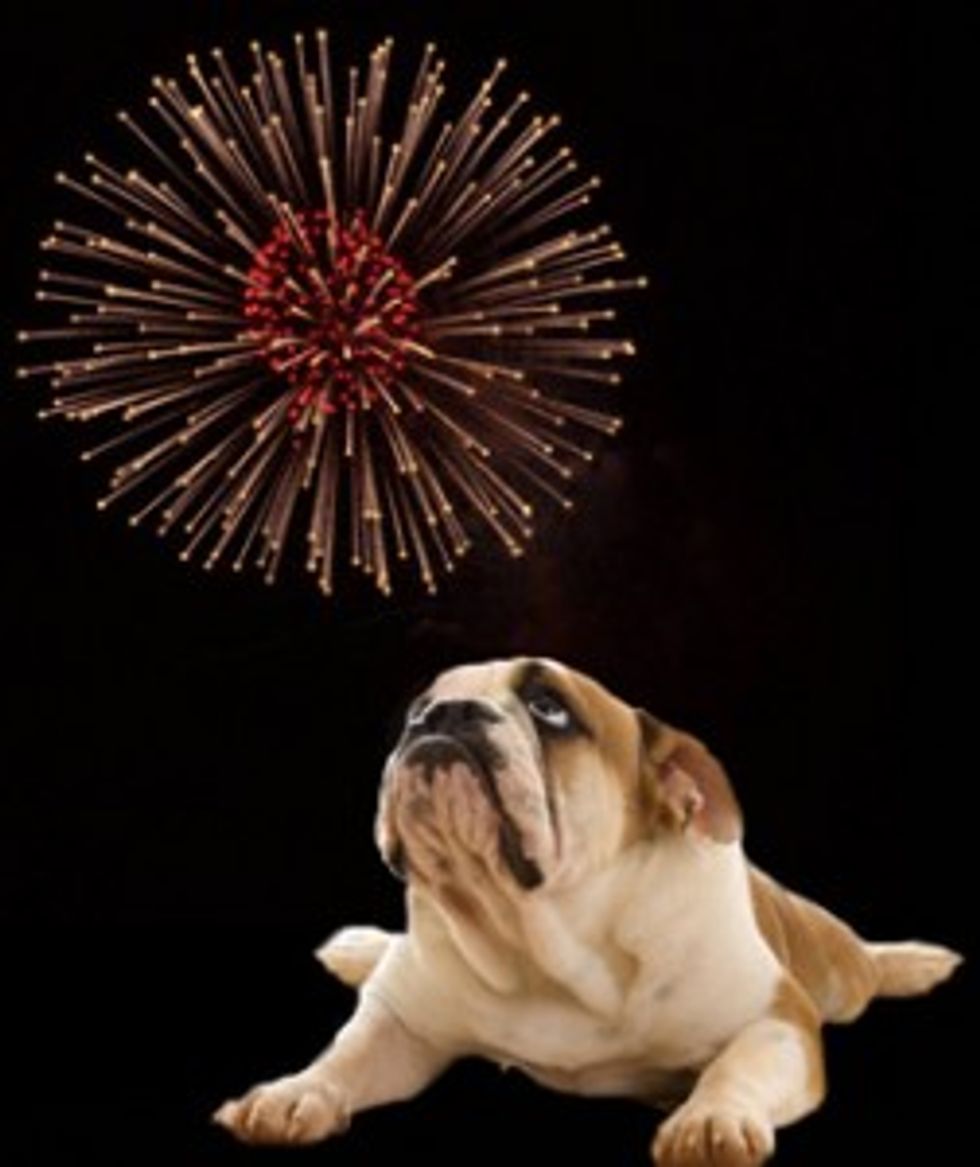 New Year's Resolutions for Pet Owners