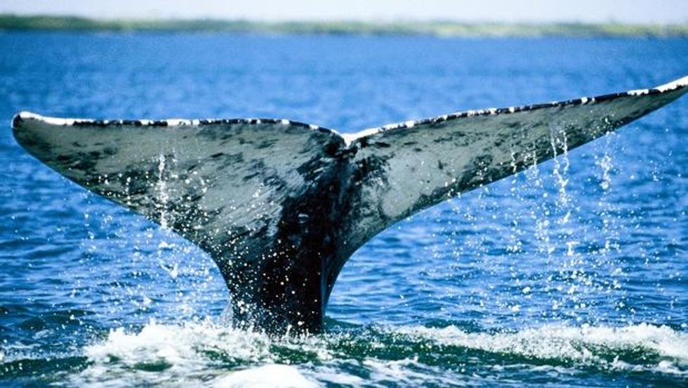Chance of Whale-Spotting in Monterey