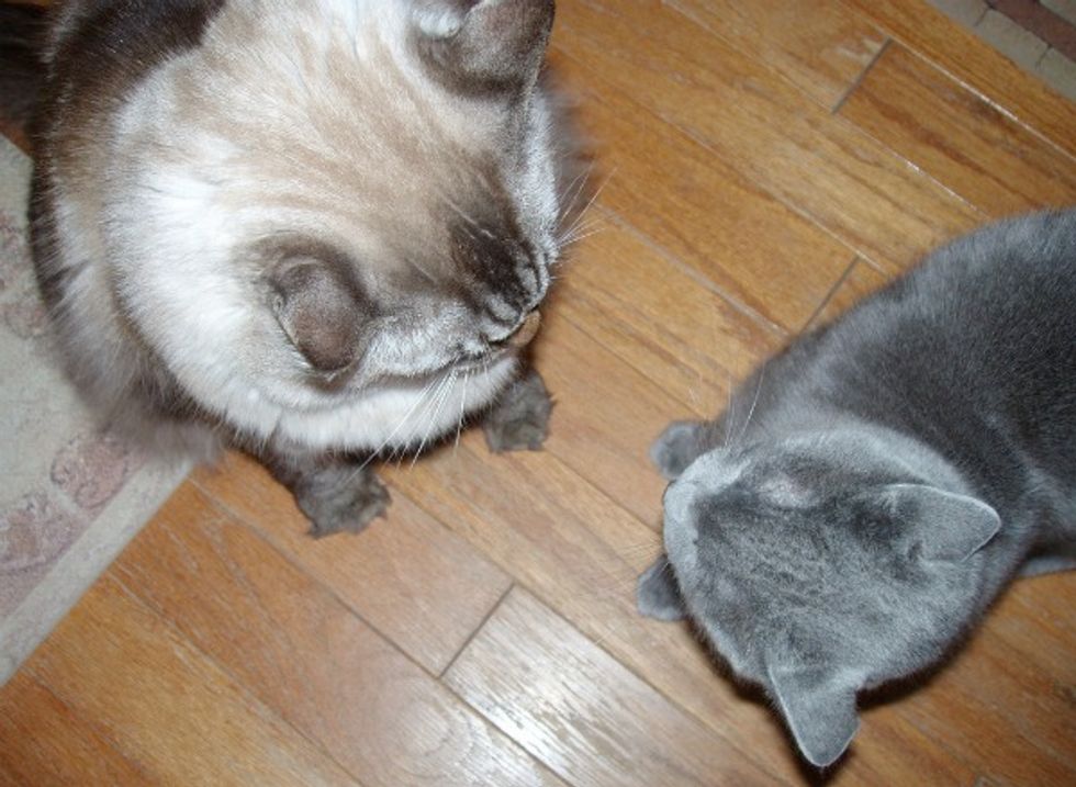 Ask a Vet: How Do I Keep My Cat From Spraying?