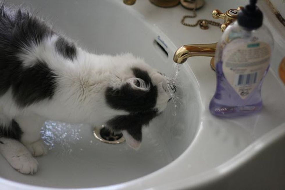 Ask A Vet: Should I Let My Cat Drink From the Tap?