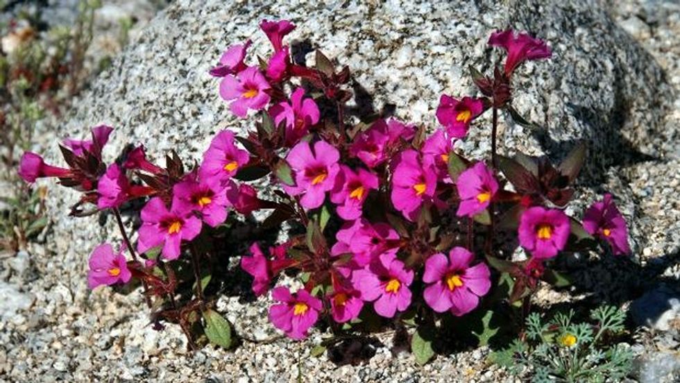 Anza-Borrego Desert Starts to Burst with Buds
