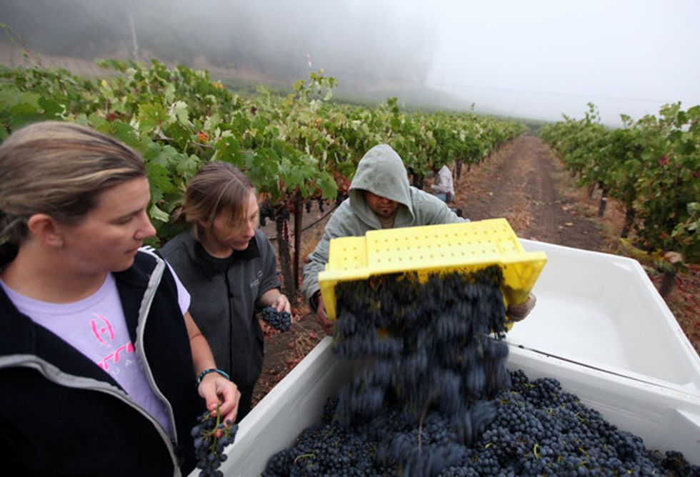 How to Get a Job in the Wine Industry, Part 1