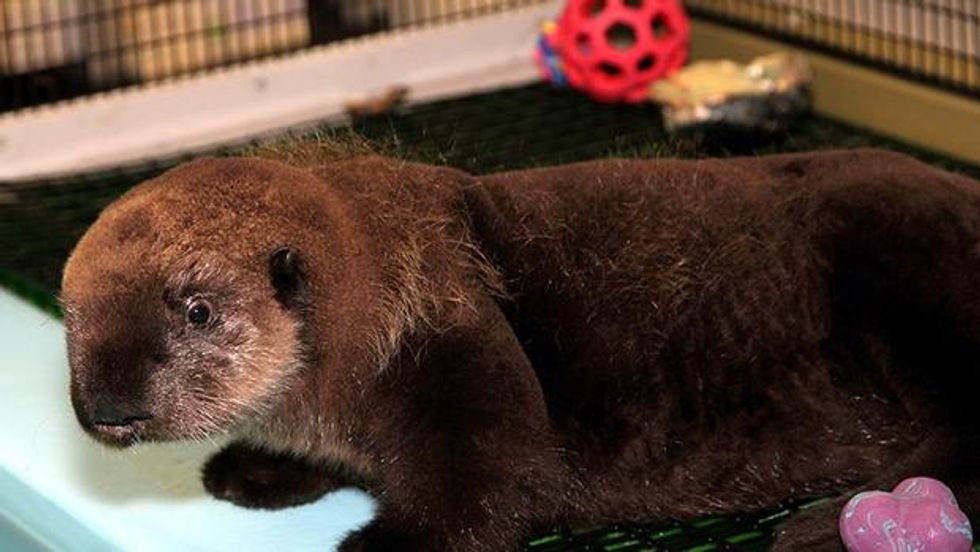 Meet the New Pup at the Monterey Bay Aquarium