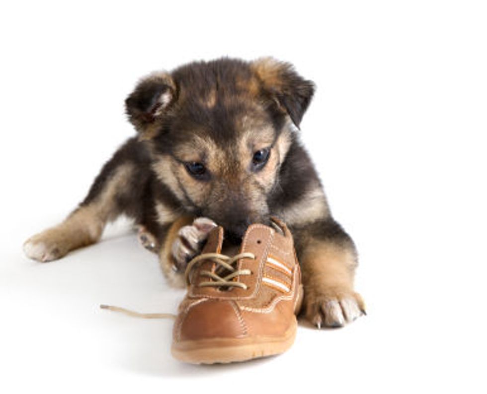 Ask A Vet: How Can I Satisfy My Ultra-Energetic Puppy?