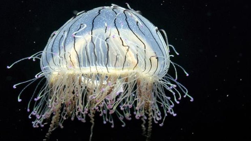 Jellyfish Invade The Monterey Bay Aquarium