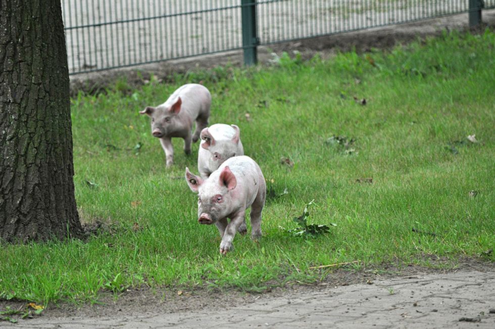 Foodie Agenda: A Pork Scavenger Hunt and More