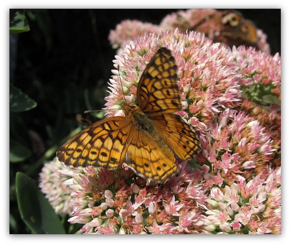 Enchanting Butterfly Gardens and Sanctuaries in the Bay Area