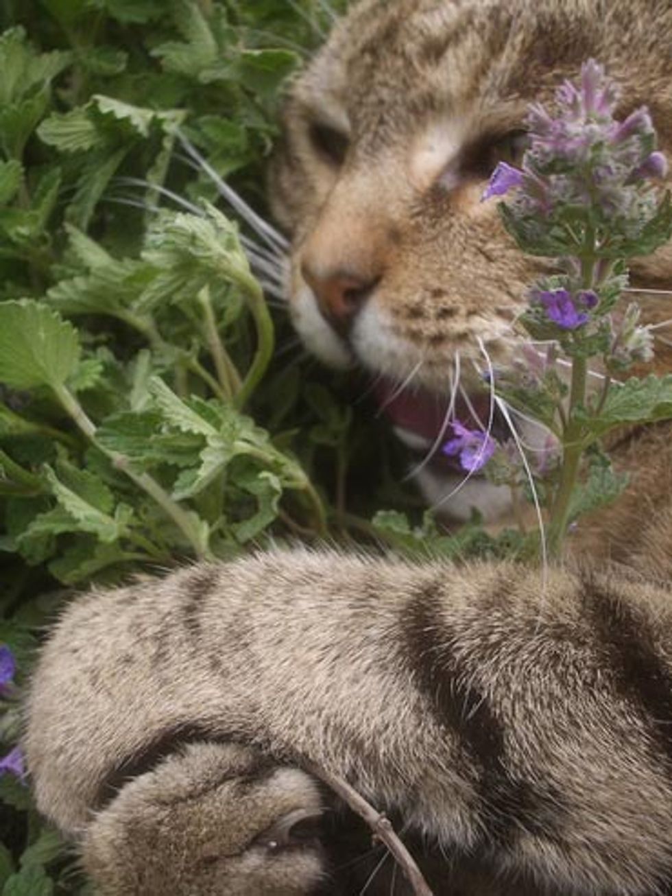 Ask A Vet: What's with Catnip?