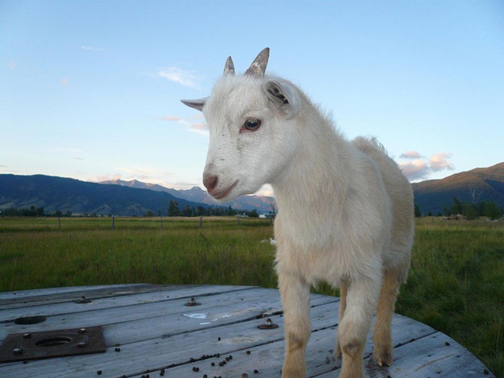 Foodie Agenda: Goat Fest and More