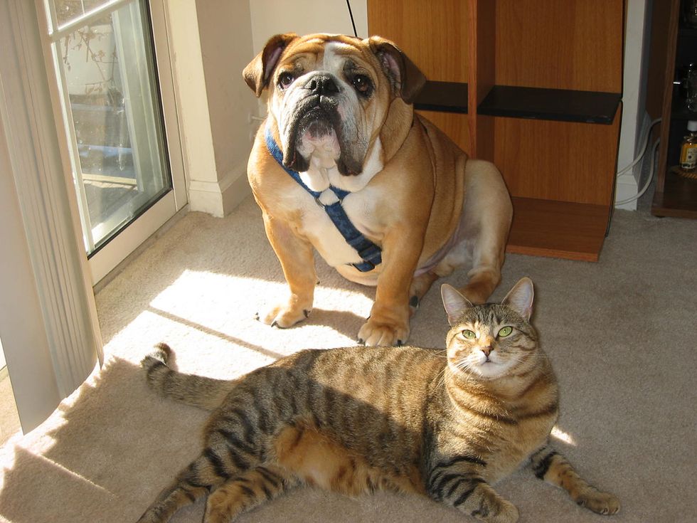 Ask A Vet: Achieving Cat and Dog Best Friend Status