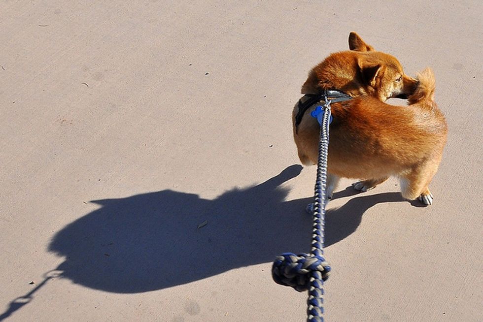 Ask A Vet: What Does It Mean When a Dog Chases Its Tail?