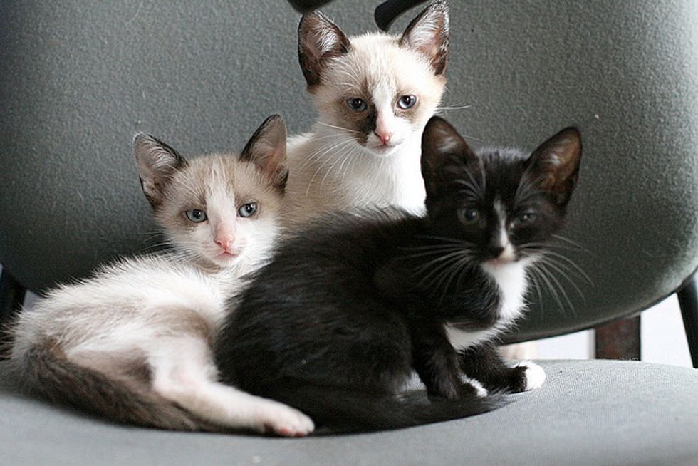 Ask A Vet: What is That Yowling in the Night?