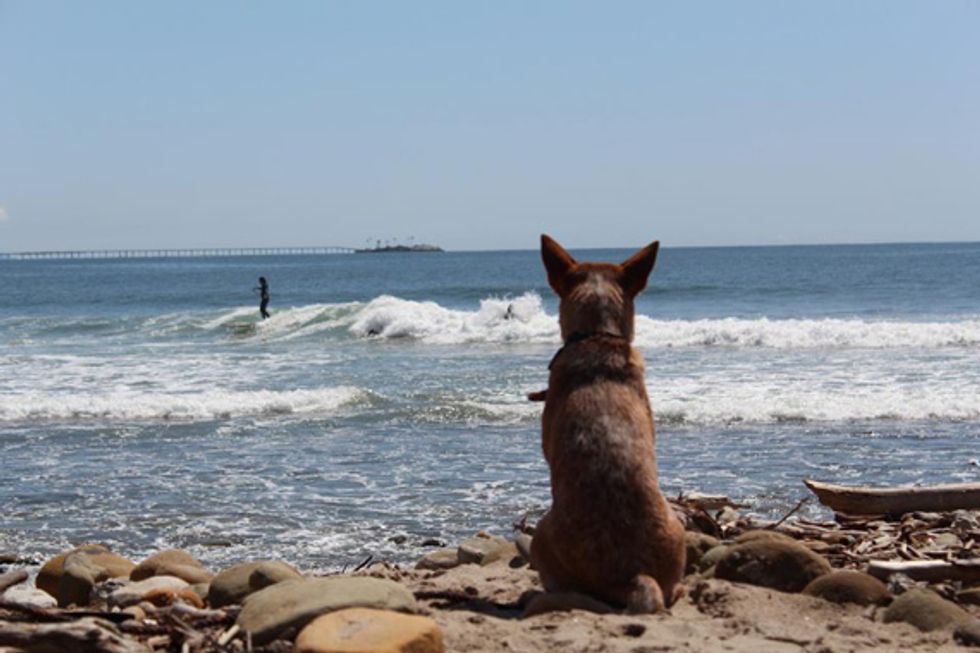 A Guide to California's Central Coast Beaches