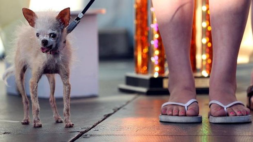 The World's Ugliest Dog Contest is Back
