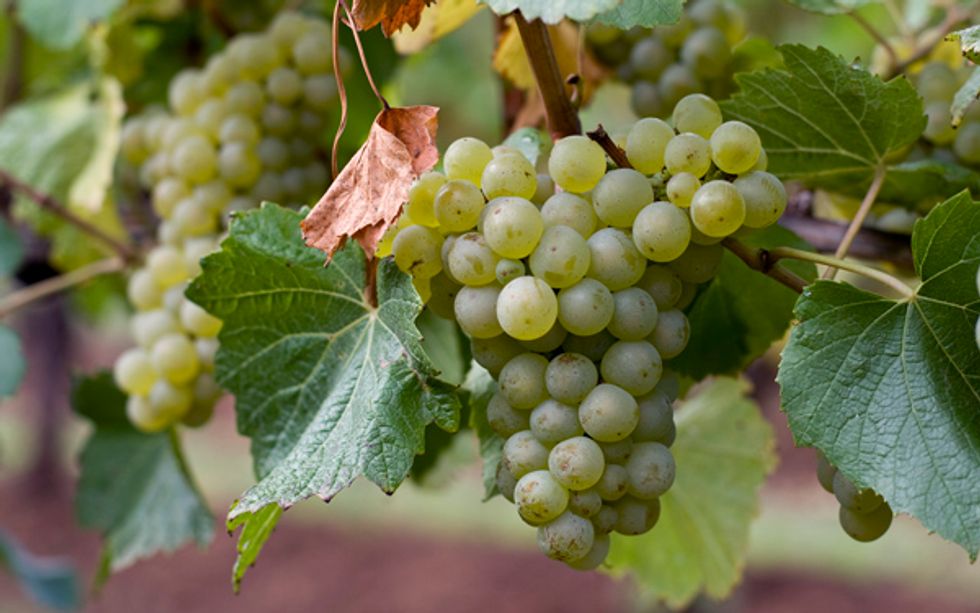 Chardonnay Makes Its Comeback in California, Plus Local Picks