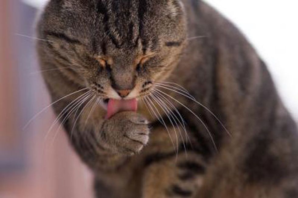 Ask a Vet: My Cat's Licking All Her Hair Off!