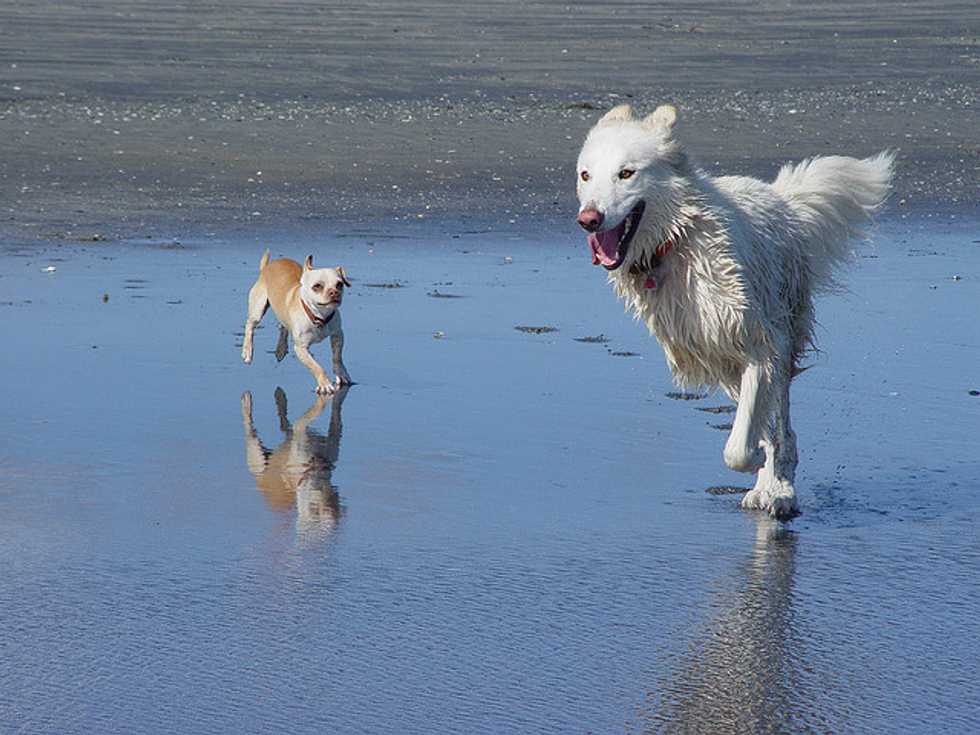 Ask a Vet: My Dog Was Attacked By Another Dog, Is He Terrorized?