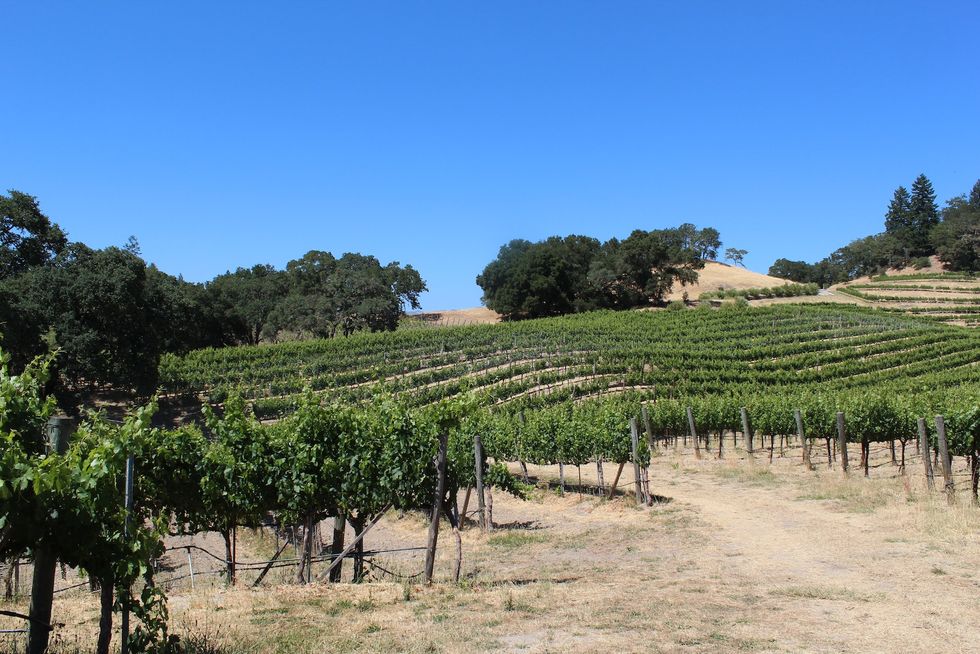 A Different Kind of Winery Tucked in the Hills of Alexander Valley