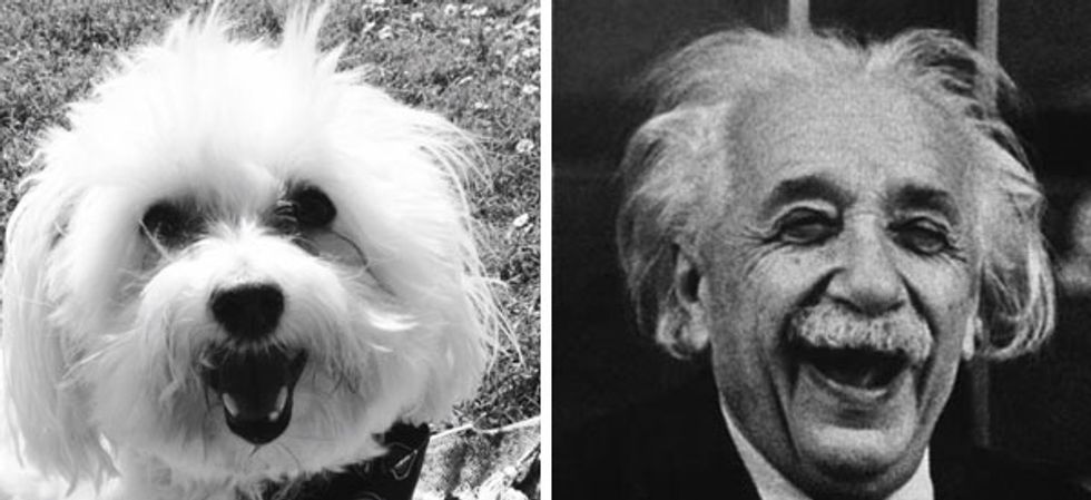 We're Kicking Off Doggleganger, Our Dog Look Alike Contest!