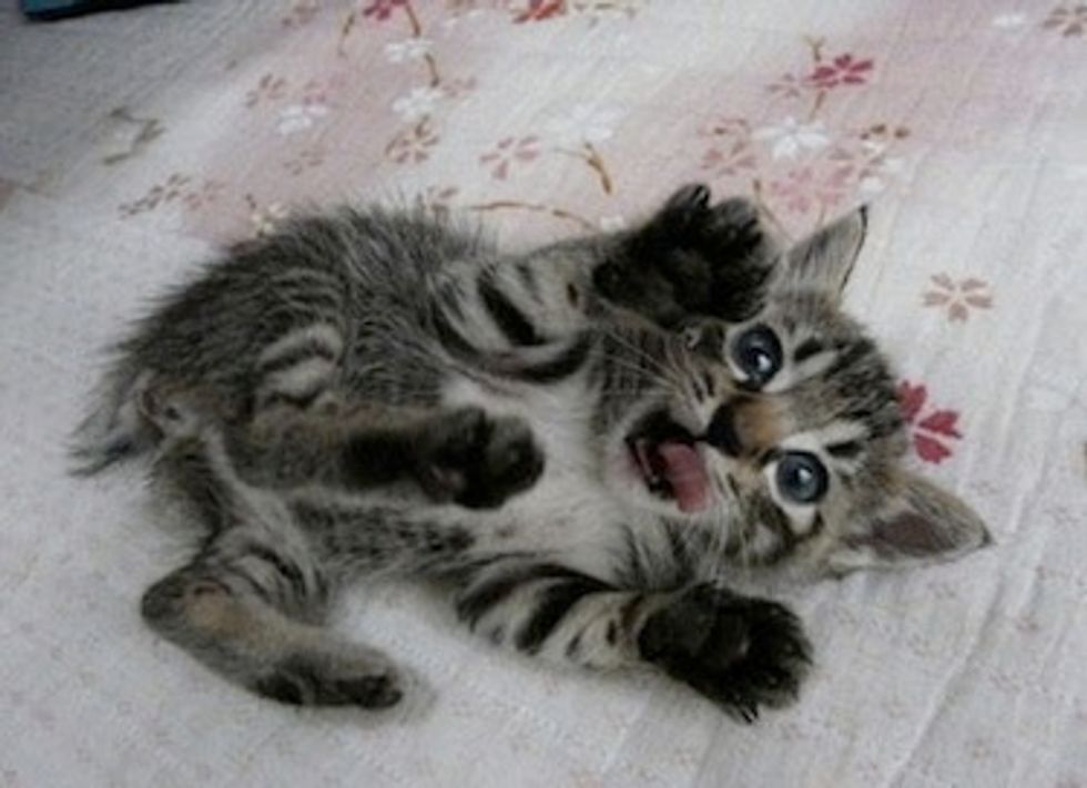 Ask a Vet: What's the Best Way to Play With My Kitten?