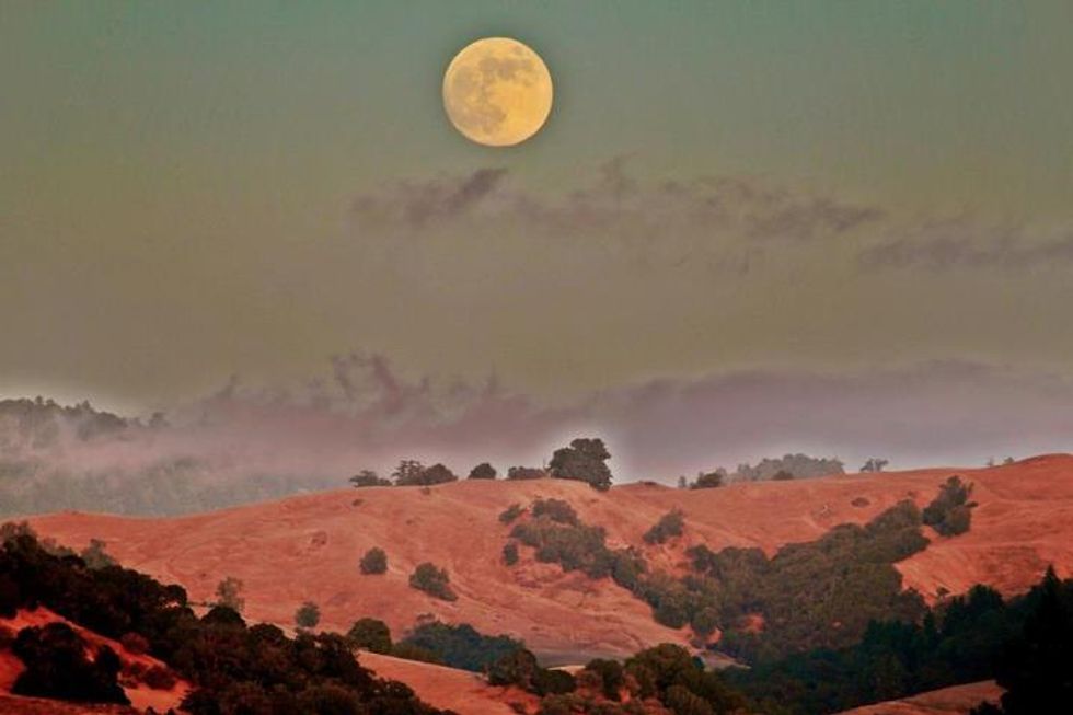 Discovering The Madrones in Mendocino County