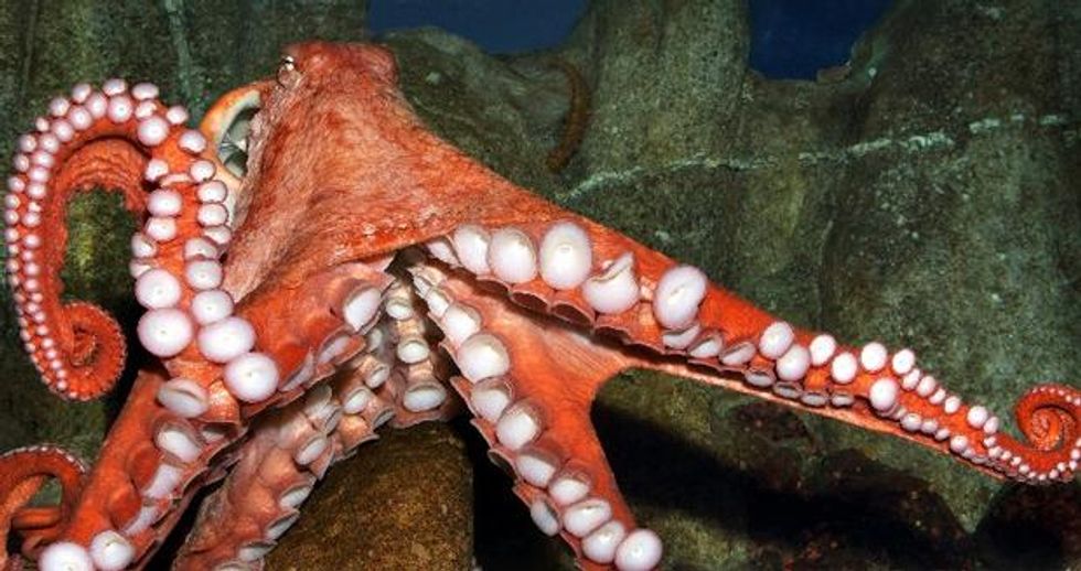 Hello, Giant Pacific Octopus