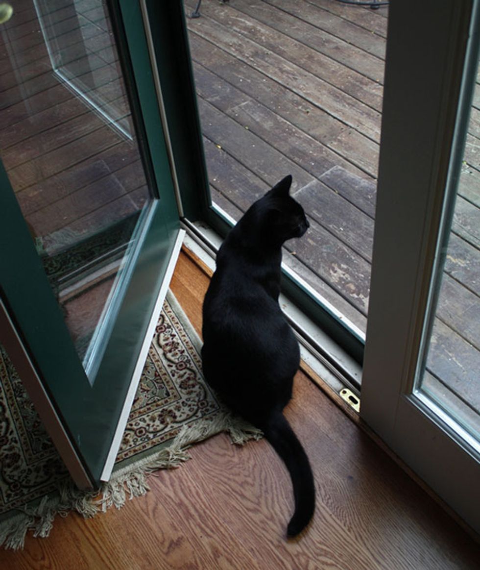 Ask A Vet: My Indoor Cat Keeps Trying to Get Outside!
