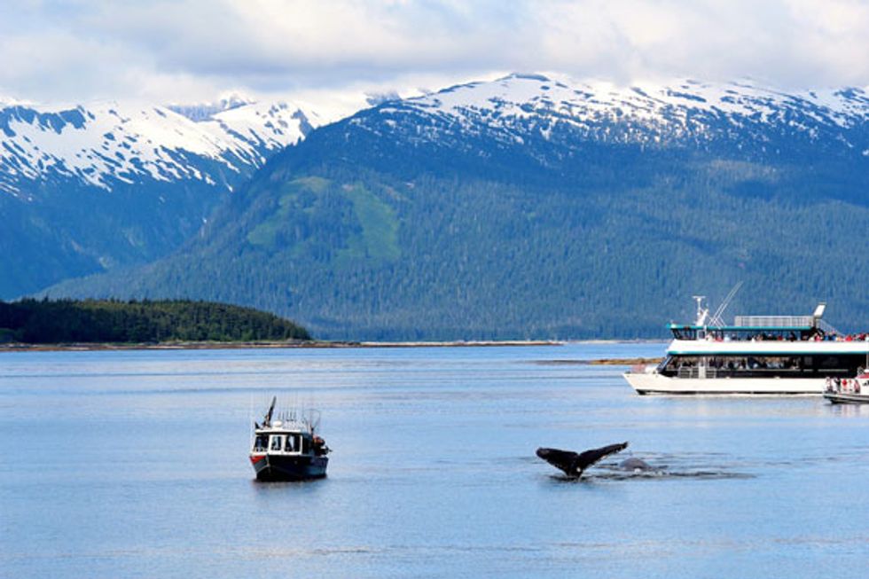 Whale Watching Adventures in Alaska
