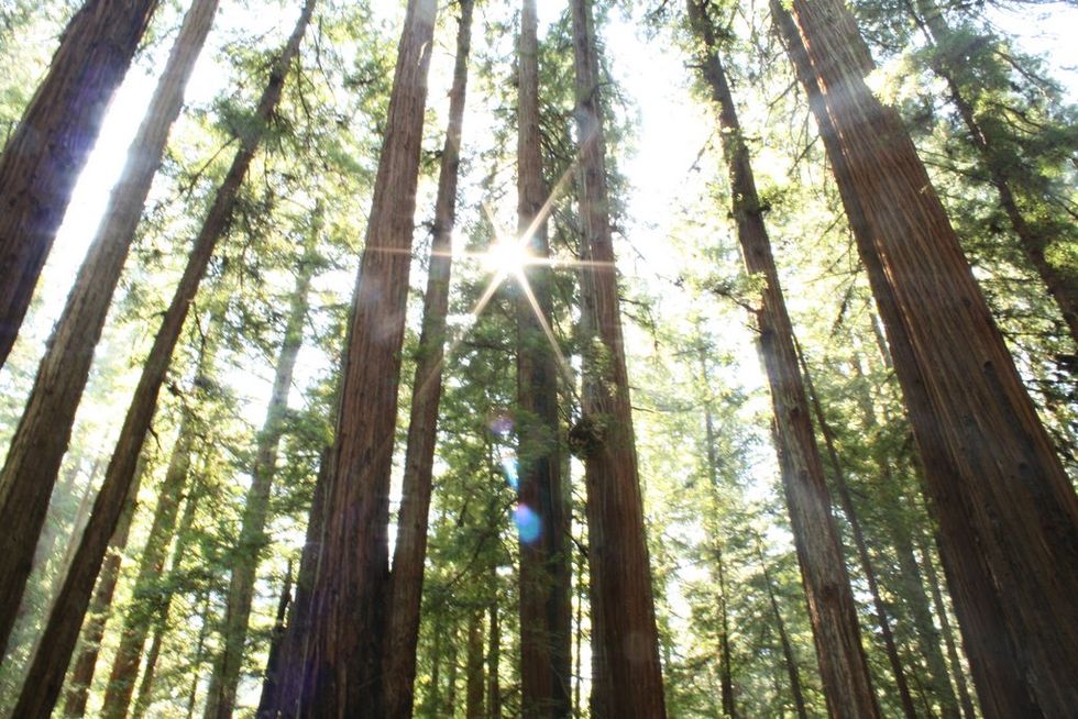 Grapes, Champagne, and Giant Trees in Wine Country