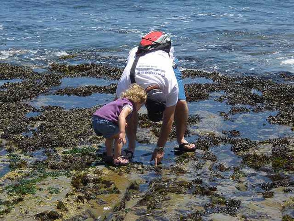 Tide Pool Adventures with Kids