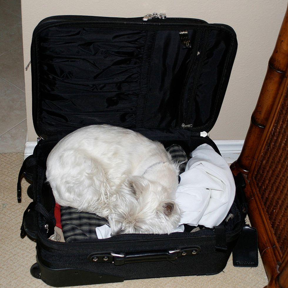 Ask A Vet: How Traumatic is Traveling for a Dog?