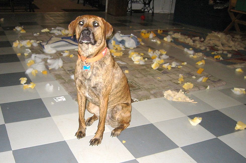 Ask A Vet: Help, My Dog is Destroying the House When He's Alone!