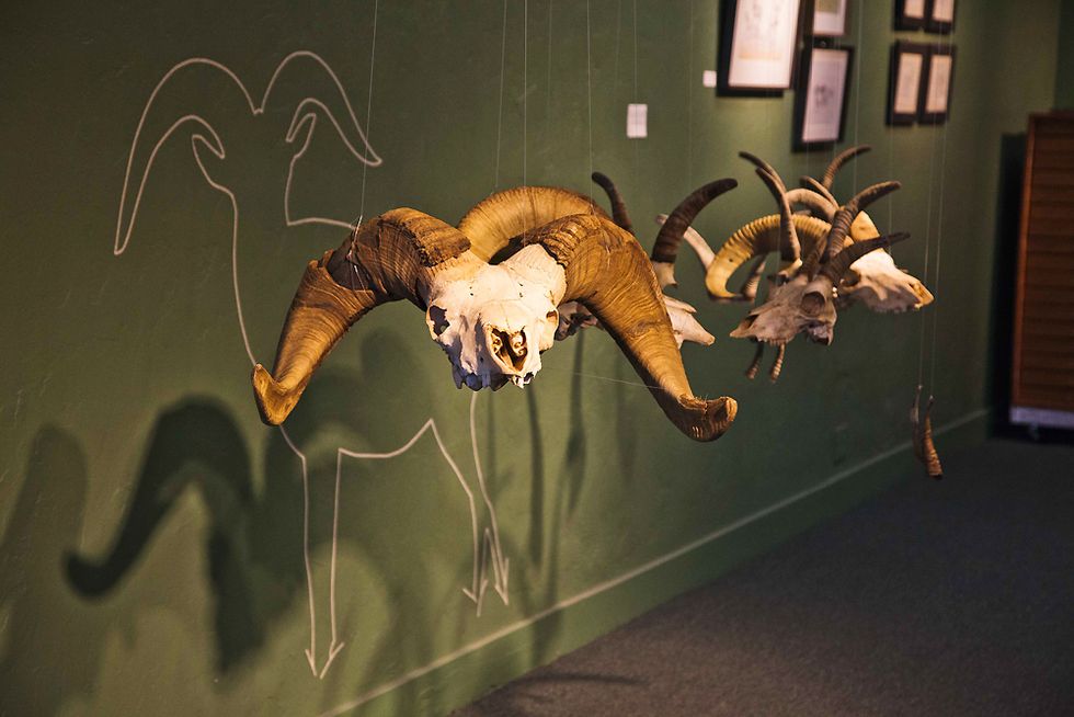 Saving Nature Through Art: Jane Kim and Her Migrating Murals