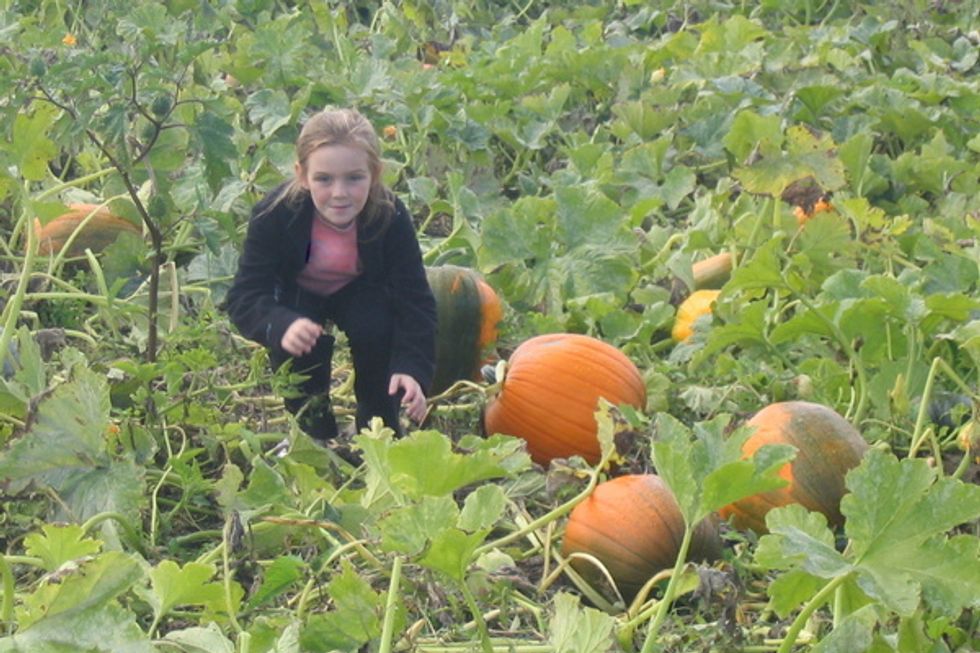Top Bay Area Pumpkin Patches