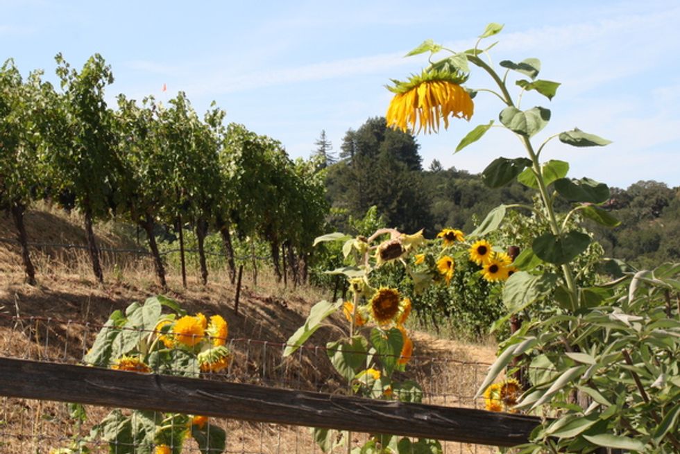 Good Times and Good Wine in Sonoma County