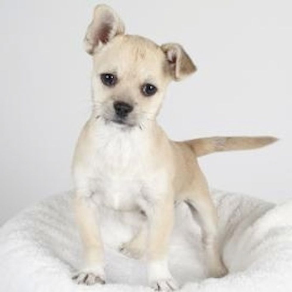 Help the SF SPCA Find Violet, the Stolen Puppy