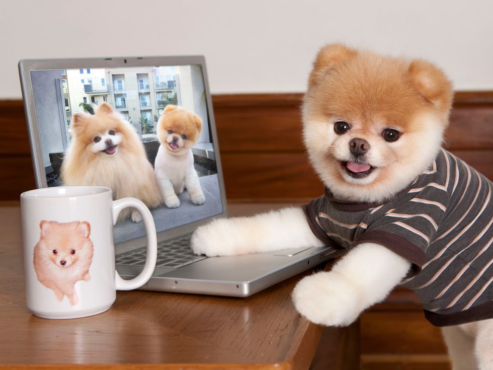 Boo, The World’s Cutest Dog, Shares His Seven Steps to Digital Detox
