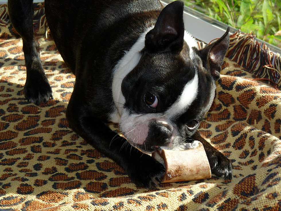 Ask A Vet: Are Bones Bad for Dogs?